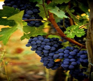 Photo Sonoma Valley & County