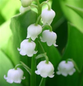 1er Mai : Jour du Muguet… Les clochettes du bonheur!