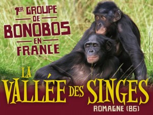 Unique en France : un groupe de 9 bonobos à la Vallée des Singes à Romagne (Vienne)…