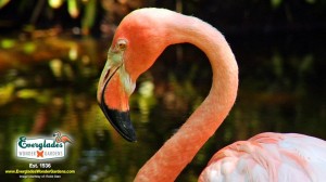 Floride : Fort Myers, Sanibel et son archipel annoncent la réouverture des jardins botaniques « Everglades Wonder Gardens » à Bonita Springs…