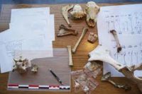 NIMES : EXPOSITION D’EXCEPTION SUR L’ARCHEOZOOLOGIE AU MUSEE DE LA ROMANITE…