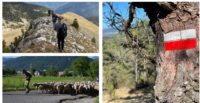 SUR LES CHEMINS DE LA TRANSHUMANCE !… IMMERSION DANS LA VIE DES BERGERS…